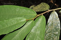 Phaeanthus malabaricus